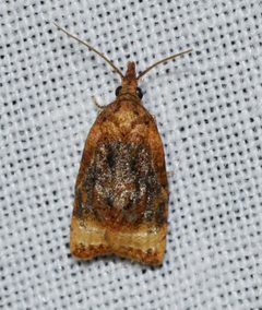 Platynota flavedana by (c) Andy Reago & Chrissy McClarren, some rights reserved (CC BY). Used under a CC-BY license.