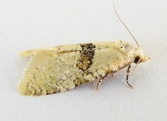 Saphenista bartellae by (c) jimeckert49, some rights reserved (CC BY). Used under a CC-BY license.