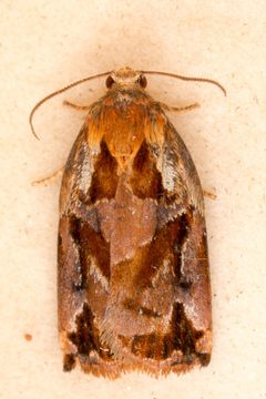 Archips oporana by (c) Drepanostoma, some rights reserved (CC BY), uploaded by Drepanostoma. Used under a CC-BY license.
