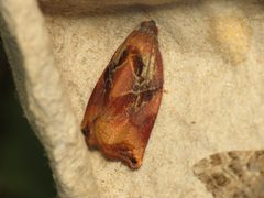 Archips podana by (c) Donald Hobern, some rights reserved (CC BY). Used under a CC-BY license.