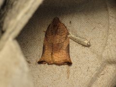 Archips podana by (c) Donald Hobern, some rights reserved (CC BY). Used under a CC-BY license.