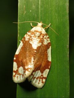 Argyrotaenia alisellana by (c) Katja Schulz, some rights reserved (CC BY). Used under a CC-BY license.