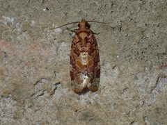 Argyrotaenia floridana by (c) John P Friel, some rights reserved (CC BY), uploaded by John P Friel. Used under a CC-BY license.