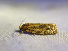 Choristoneura by (c) David LaMagna, some rights reserved (CC BY), uploaded by David LaMagna. Used under a CC-BY license.