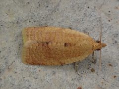 Clepsis consimilana by (c) Julien Renoult, some rights reserved (CC BY), uploaded by Julien Renoult. Used under a CC-BY license.