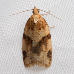 Clepsis fucana by (c) Ken-ichi Ueda, some rights reserved (CC BY), uploaded by Ken-ichi Ueda. Used under a CC-BY license.