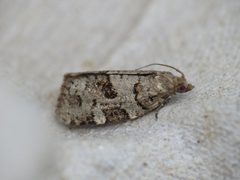 Dichelia histrionana by (c) Donald Hobern, some rights reserved (CC BY). Used under a CC-BY license.