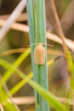Xenotemna pallorana by (c) Melissa McMasters, some rights reserved (CC BY). Used under a CC-BY license.