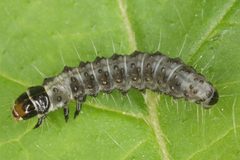 Cnephasia stephensiana by (c) ingridaltmann, some rights reserved (CC BY). Used under a CC-BY license.