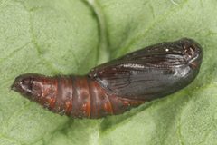 Cnephasia stephensiana by (c) ingridaltmann, some rights reserved (CC BY). Used under a CC-BY license.