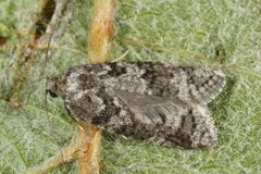Cnephasia stephensiana by (c) ingridaltmann, some rights reserved (CC BY). Used under a CC-BY license.