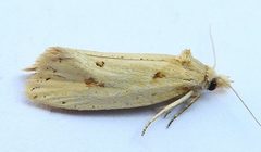 Aethes atomosana by (c) jimeckert49, some rights reserved (CC BY). Used under a CC-BY license.