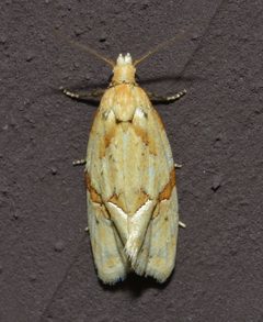 Aethes patricia by (c) Andy Reago & Chrissy McClarren, some rights reserved (CC BY). Used under a CC-BY license.
