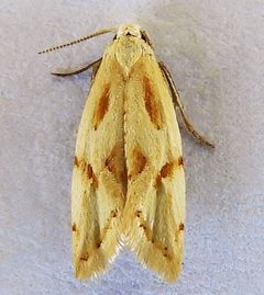 Aethes sonorae by (c) jimeckert49, some rights reserved (CC BY). Used under a CC-BY license.