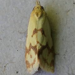 Agapeta by (c) Peter Preus, some rights reserved (CC BY), uploaded by Peter Preus. Used under a CC-BY license.