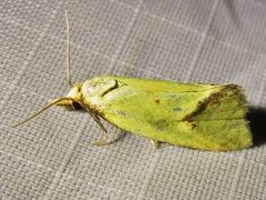 Agapeta by (c) Annika Lindqvist, some rights reserved (CC BY), uploaded by Annika Lindqvist. Used under a CC-BY license.