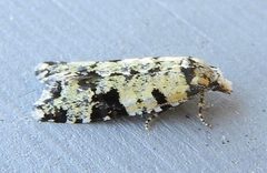 Anopina hermana by (c) jimeckert49, some rights reserved (CC BY). Used under a CC-BY license.