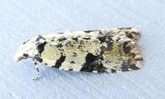 Anopina hermana by (c) jimeckert49, some rights reserved (CC BY). Used under a CC-BY license.