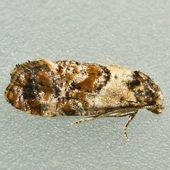 Cochylichroa by (c) Bill Keim, some rights reserved (CC BY). Used under a CC-BY license.