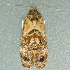 Cochylichroa by (c) Bill Keim, some rights reserved (CC BY). Used under a CC-BY license.