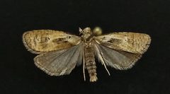 Phtheochroa villana by (c) Doug Macaulay, some rights reserved (CC BY), uploaded by Doug Macaulay. Used under a CC-BY license.