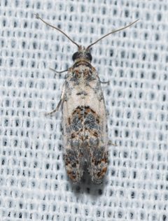 Rudenia leguminana by (c) Andy Reago & Chrissy McClarren, some rights reserved (CC BY). Used under a CC-BY license.