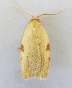 Amorbia synneurana by (c) jimeckert49, some rights reserved (CC BY). Used under a CC-BY license.