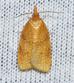 Cenopis directana by (c) Andy Reago & Chrissy McClarren, some rights reserved (CC BY). Used under a CC-BY license.