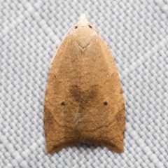 Coelostathma discopunctana by (c) Ken-ichi Ueda, some rights reserved (CC BY), uploaded by Ken-ichi Ueda. Used under a CC-BY license.