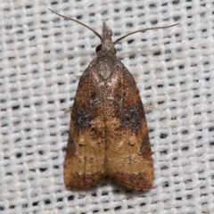 Platynota stultana by (c) Ken-ichi Ueda, some rights reserved (CC BY), uploaded by Ken-ichi Ueda. Used under a CC-BY license.