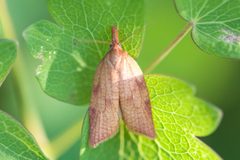 Sparganothis boweri by (c) Owen Strickland, some rights reserved (CC BY), uploaded by Owen Strickland. Used under a CC-BY license.