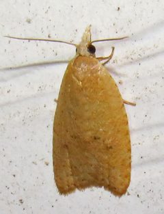 Sparganothoides lentiginosana by (c) David Dodd, some rights reserved (CC BY), uploaded by David Dodd. Used under a CC-BY license.
