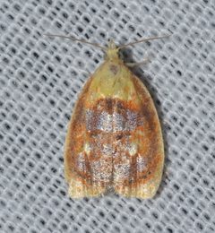 Acleris curvalana by (c) Andy Reago & Chrissy McClarren, some rights reserved (CC BY). Used under a CC-BY license.