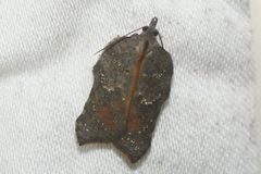 Acleris effractana by (c) Henrique Pacheco, some rights reserved (CC BY), uploaded by Henrique Pacheco. Used under a CC-BY license.