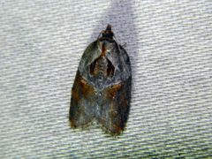 Acleris inana by (c) Louis Imbeau, some rights reserved (CC BY), uploaded by Louis Imbeau. Used under a CC-BY license.