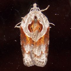 Acleris maculidorsana by (c) Fyn Kynd, some rights reserved (CC BY). Used under a CC-BY license.