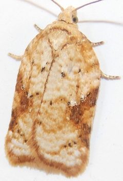 Acleris semiannula by (c) Fyn Kynd, some rights reserved (CC BY). Used under a CC-BY license.