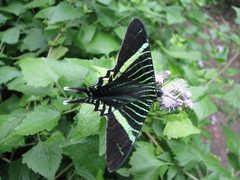 Urania by (c) Valley  Nature Center, some rights reserved (CC BY). Used under a CC-BY license.