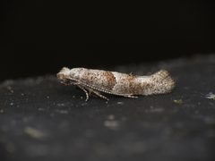 Cedestis by (c) Donald Hobern, some rights reserved (CC BY). Used under a CC-BY license.