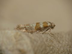 Cedestis by (c) Donald Hobern, some rights reserved (CC BY). Used under a CC-BY license.