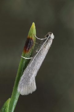 Ocnerostoma piniariella by (c) Patrick Clement, some rights reserved (CC BY). Used under a CC-BY license.
