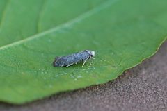 Paraswammerdamia by (c) Nigel Voaden, some rights reserved (CC BY). Used under a CC-BY license.