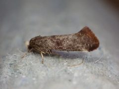 Swammerdamia pyrella by no rights reserved, uploaded by Stephen James McWilliam. Used under a CC0 license.