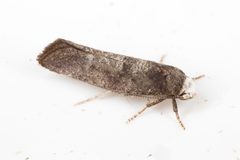 Swammerdamia pyrella by (c) Drepanostoma, some rights reserved (CC BY), uploaded by Drepanostoma. Used under a CC-BY license.