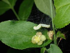 Yponomeuta multipunctella by (c) John P Friel, some rights reserved (CC BY), uploaded by John P Friel. Used under a CC-BY license.