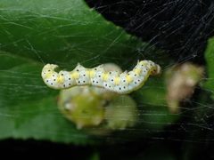 Yponomeuta multipunctella by (c) John P Friel, some rights reserved (CC BY), uploaded by John P Friel. Used under a CC-BY license.