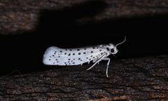 Yponomeuta multipunctella by (c) Laura Gaudette, some rights reserved (CC BY), uploaded by Laura Gaudette. Used under a CC-BY license.