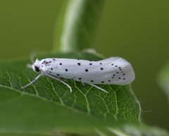 Yponomeuta padella by (c) Jason Grant, some rights reserved (CC BY), uploaded by Jason Grant. Used under a CC-BY license.