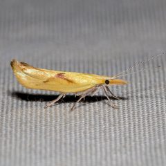 Ypsolopha canariella by (c) Ken-ichi Ueda, some rights reserved (CC BY), uploaded by Ken-ichi Ueda. Used under a CC-BY license.