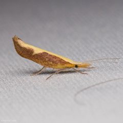 Ypsolopha canariella by (c) Ken-ichi Ueda, some rights reserved (CC BY), uploaded by Ken-ichi Ueda. Used under a CC-BY license.